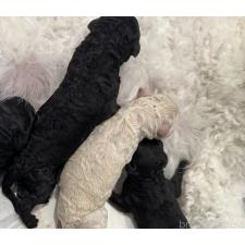 オンライン見学