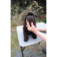 アメリカンコッカースパニエルの子犬