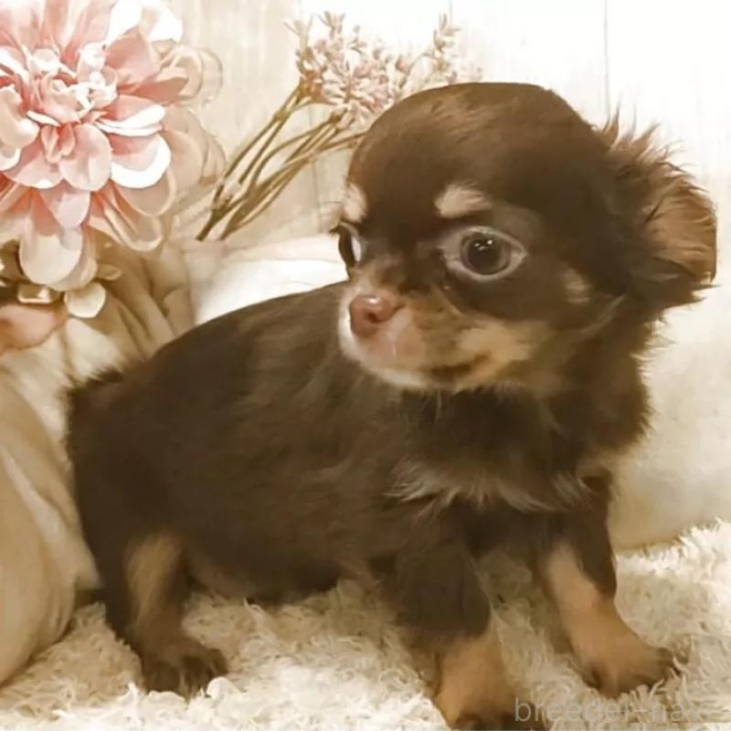 販売中の愛知県のチワワ(ロングコート)-442996