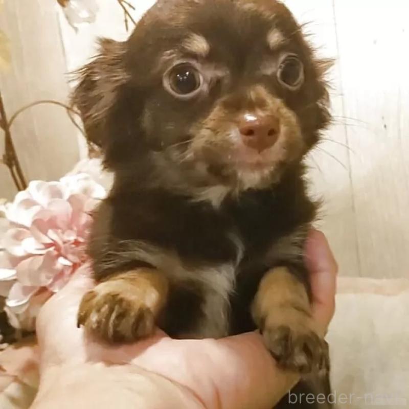 販売中の愛知県のチワワ(ロングコート)-442997