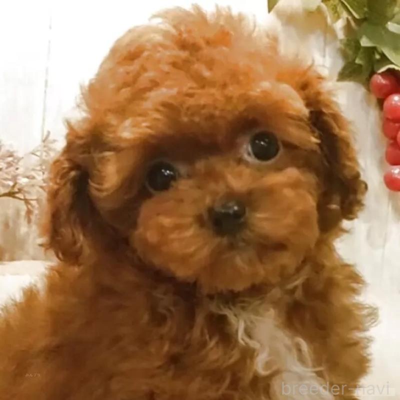 販売中の愛知県のティーカッププードル-449804