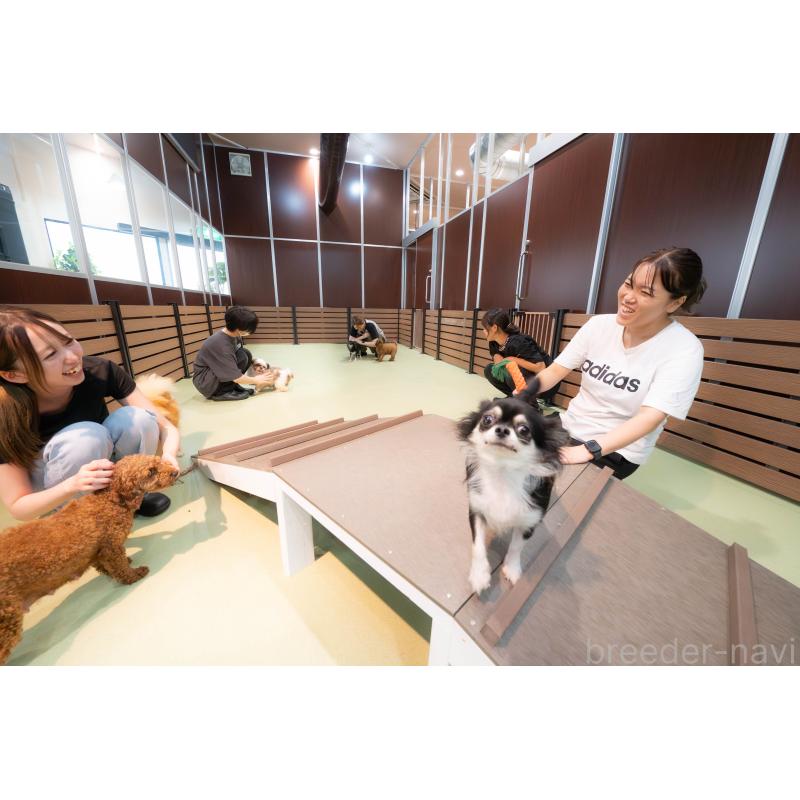 販売中の埼玉県のミックス犬-455589の2枚目