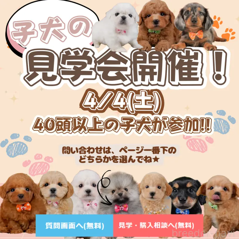 販売中の神奈川県のポメラニアン-455644の3枚目