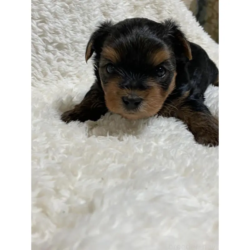 販売中の石川県のヨークシャーテリア-455650の3枚目