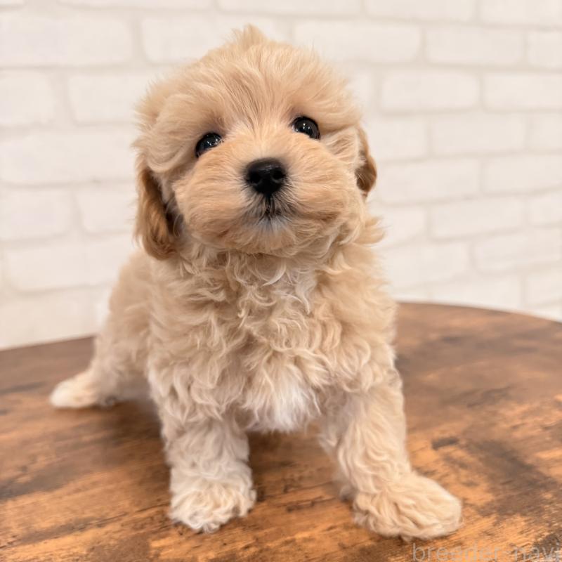 販売中の大阪府のマルプー:マルチーズ×トイプードル-455647の11枚目