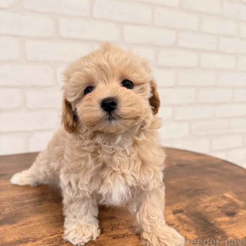 販売中の大阪府のマルプー:マルチーズ×トイプードル-455647の10枚目