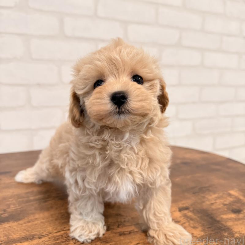 販売中の大阪府のマルプー:マルチーズ×トイプードル-455647の9枚目