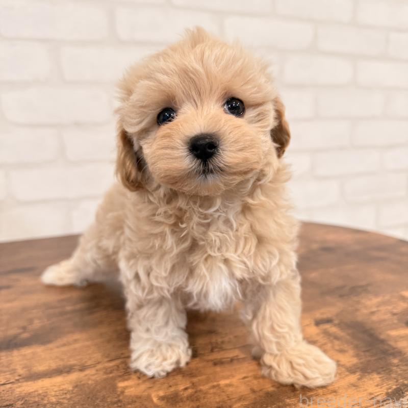 販売中の大阪府のマルプー:マルチーズ×トイプードル-455647