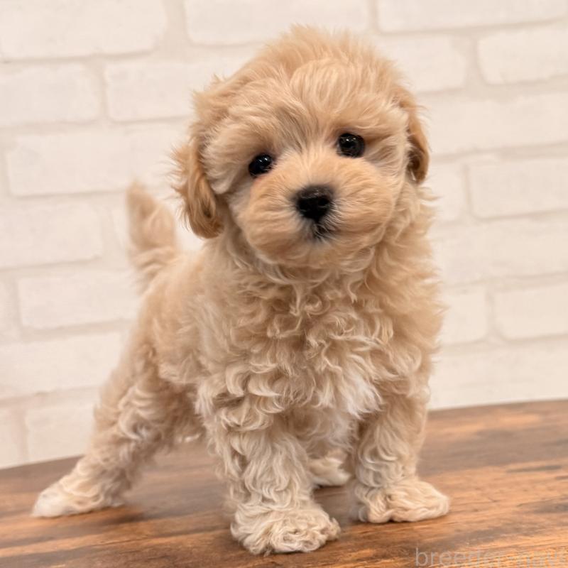 販売中の大阪府のマルプー:マルチーズ×トイプードル-455647の6枚目