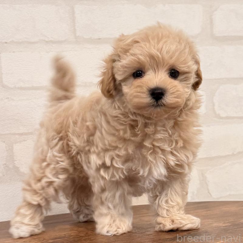 販売中の大阪府のマルプー:マルチーズ×トイプードル-455647の5枚目