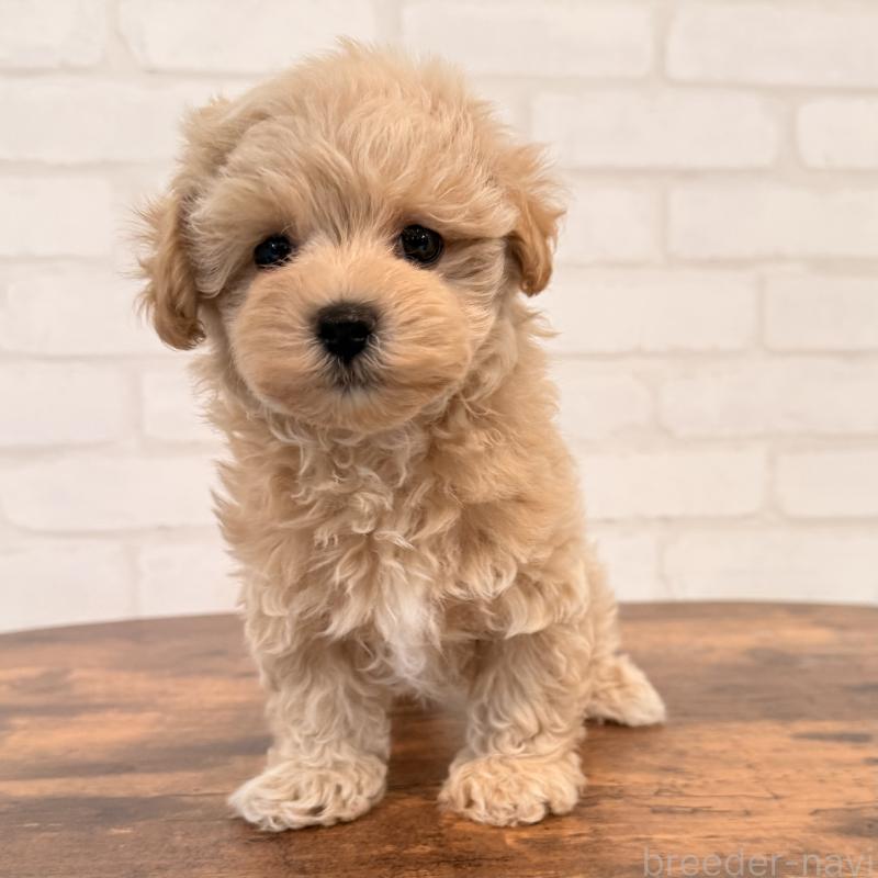 販売中の大阪府のマルプー:マルチーズ×トイプードル-455647の4枚目