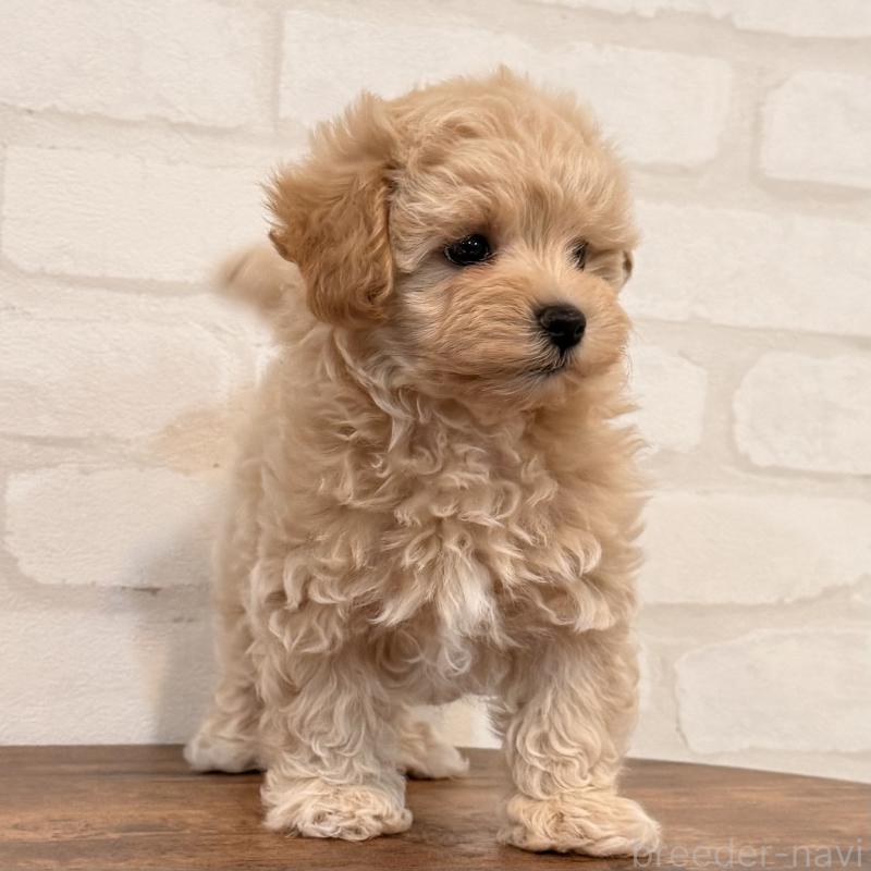 販売中の大阪府のマルプー:マルチーズ×トイプードル-455647の3枚目