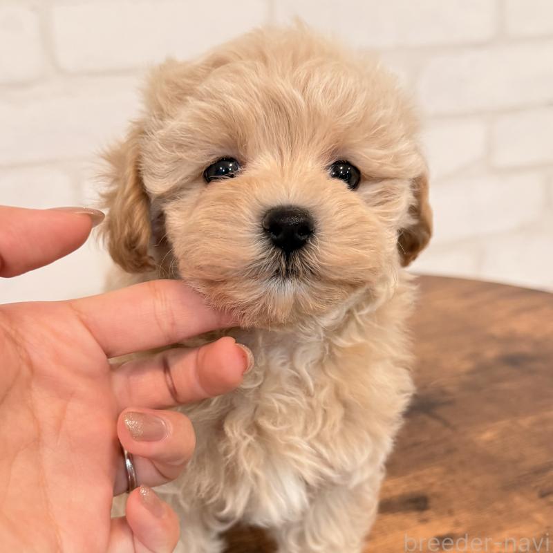 販売中の大阪府のマルプー:マルチーズ×トイプードル-455647の2枚目