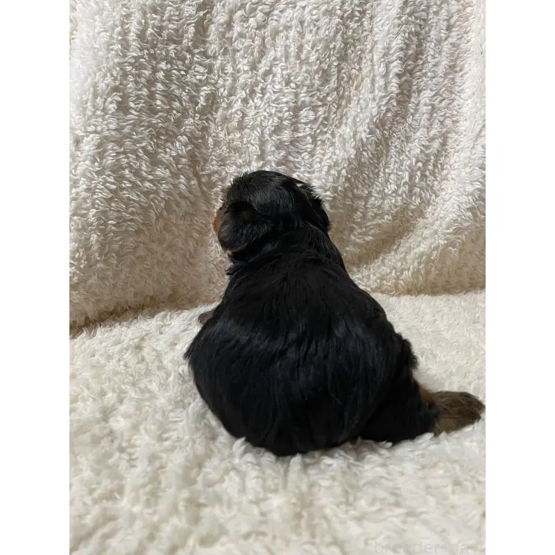 販売中の石川県のヨークシャーテリア-455650の2枚目