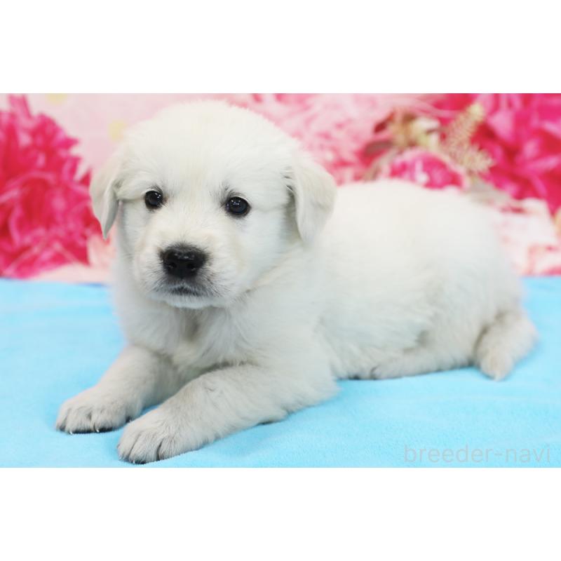 販売中の神奈川県のゴールデンレトリーバー-452856