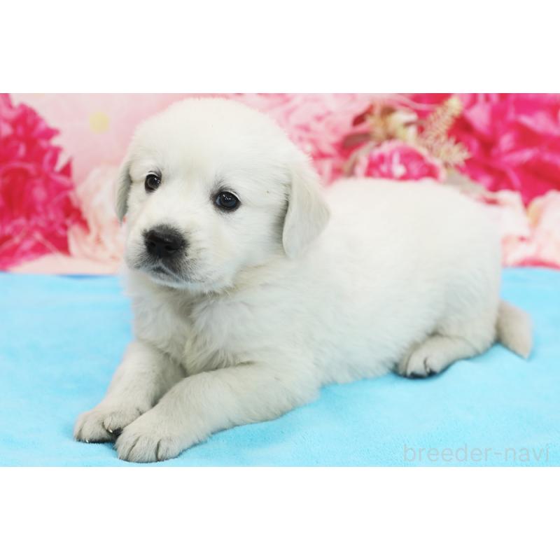 販売中の神奈川県のゴールデンレトリーバー-452857