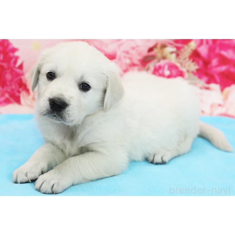 販売中の神奈川県のゴールデンレトリーバー-452858