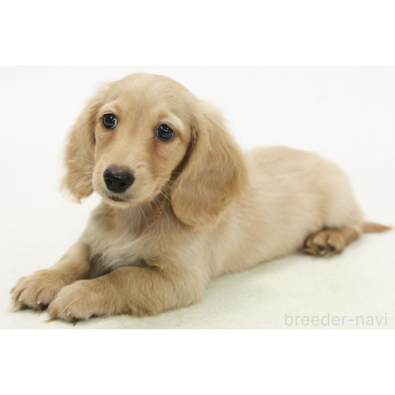 販売中の神奈川県のミニチュアダックスフンド(ロングヘアード)-442092