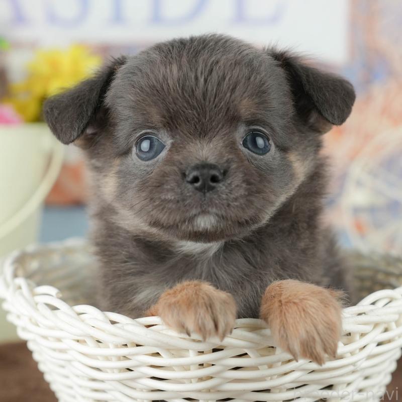 販売中の神奈川県のチワワ(ロングコート)-455659