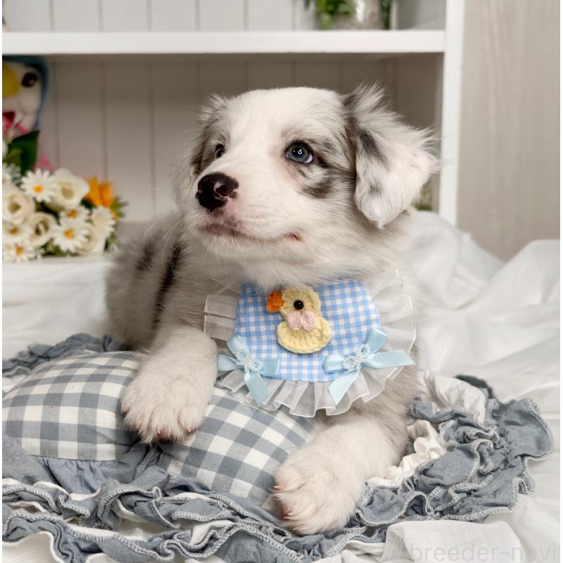 販売中の埼玉県のボーダーコリー-450065