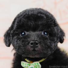 ♀︎トイプードル