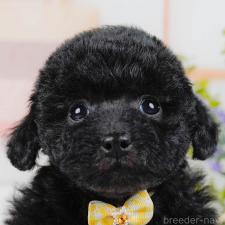 ♀︎トイプードル