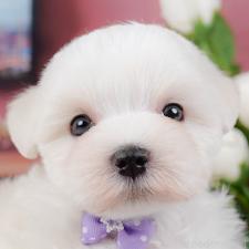 ♀︎マルチーズ