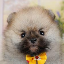 ♀︎ポメラニアン