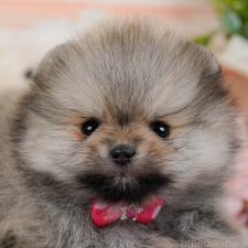 ♀︎ポメラニアン