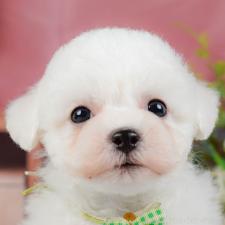 オンライン見学