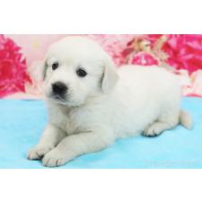 ♀︎ゴールデンレトリーバー