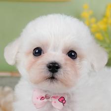 ♀︎ビションフリーゼ