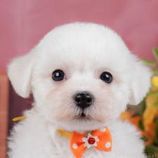 ♀︎ビションフリーゼ