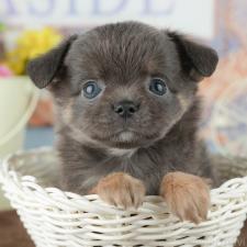 オンライン見学