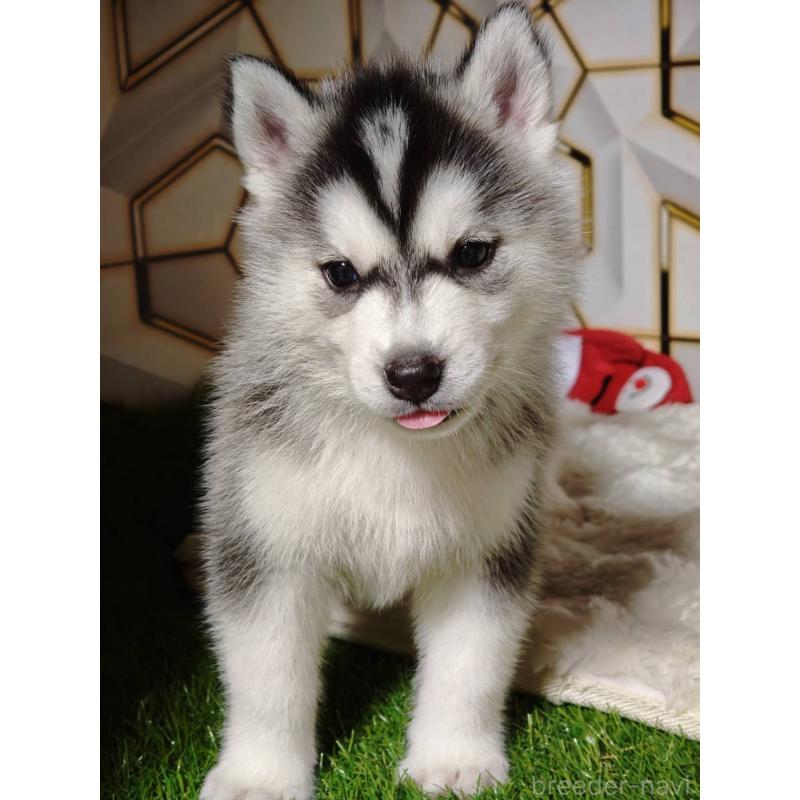 販売中の静岡県のシベリアンハスキー-454167