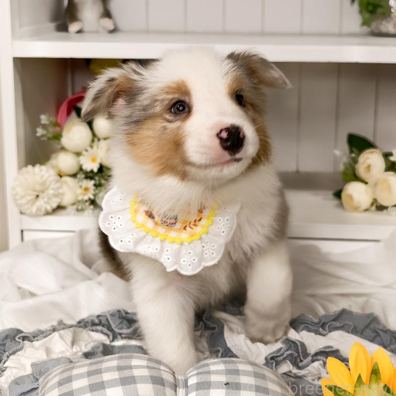 販売中の埼玉県のボーダーコリー-450060の5枚目