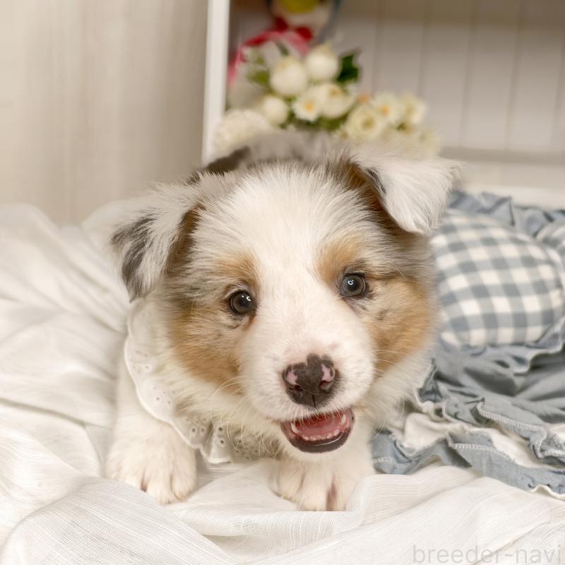 販売中の埼玉県のボーダーコリー-450060の3枚目