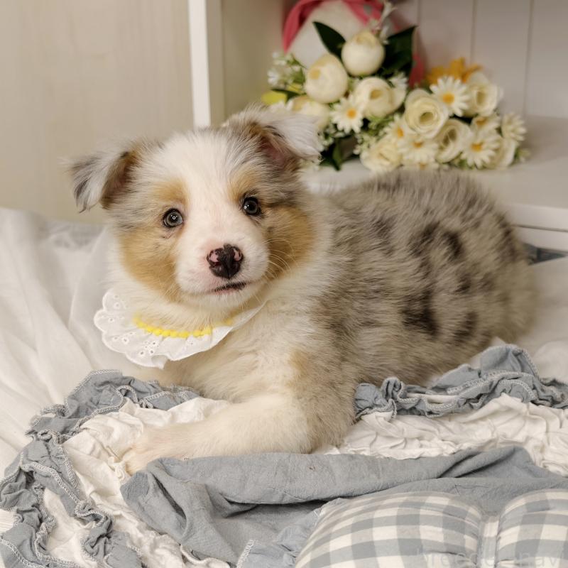 販売中の埼玉県のボーダーコリー-450060の2枚目