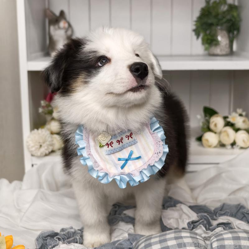 販売中の埼玉県のボーダーコリー-450057