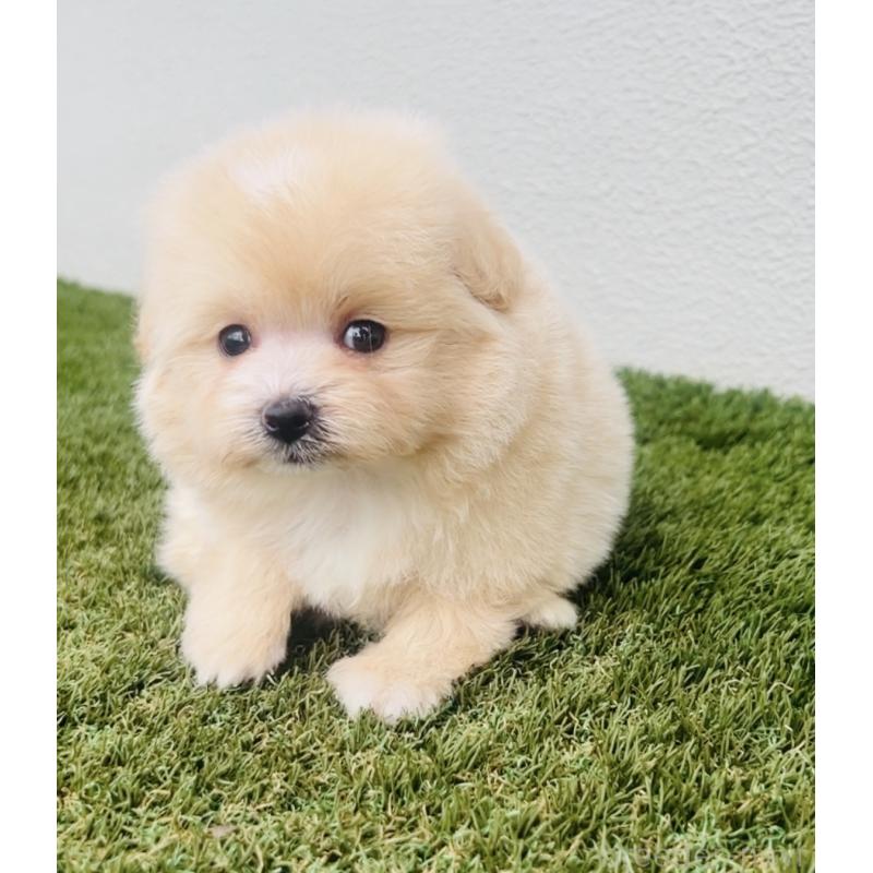 販売中の福岡県のミックス犬-455662の7枚目