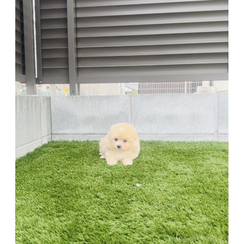 販売中の福岡県のミックス犬-455662の6枚目