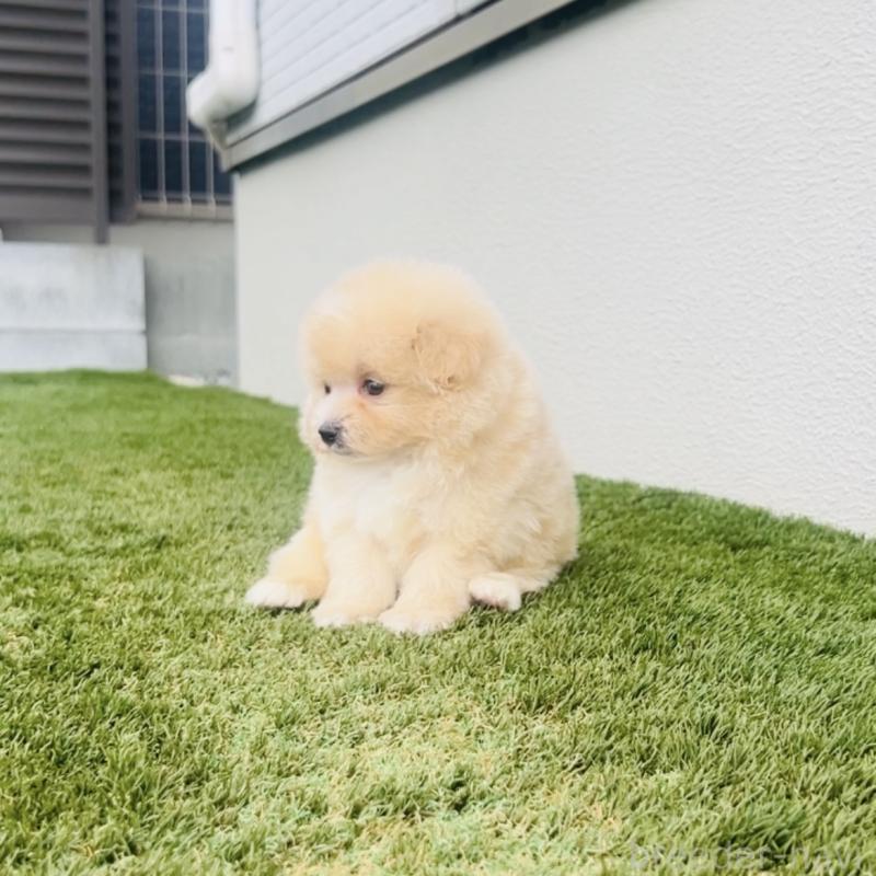 販売中の福岡県のミックス犬-455662の5枚目