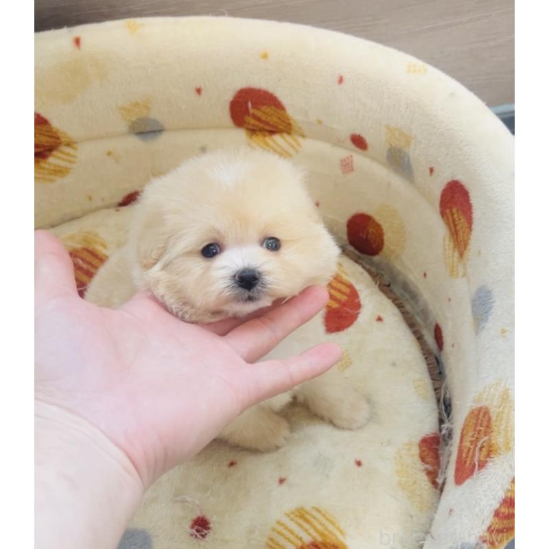 販売中の福岡県のミックス犬-455662の4枚目