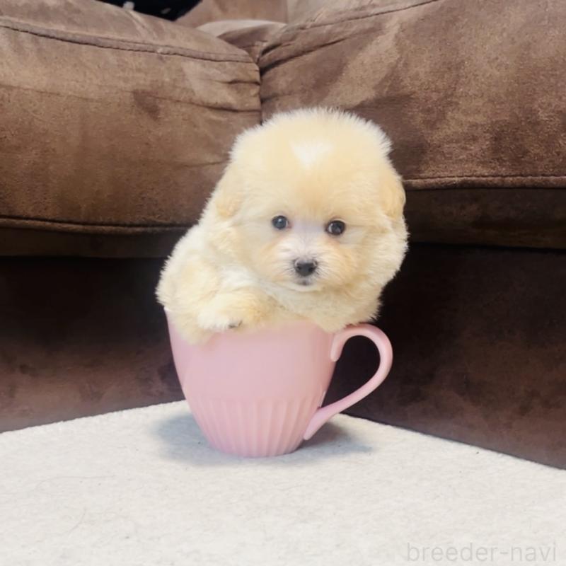 販売中の福岡県のミックス犬-455662の3枚目