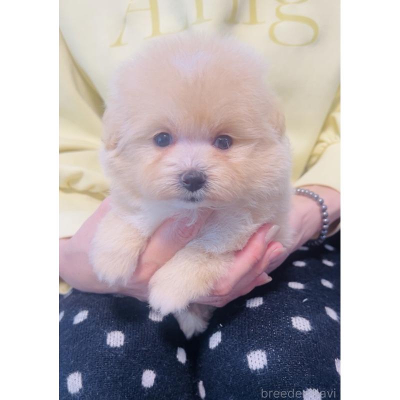 販売中の福岡県のミックス犬-455662の2枚目