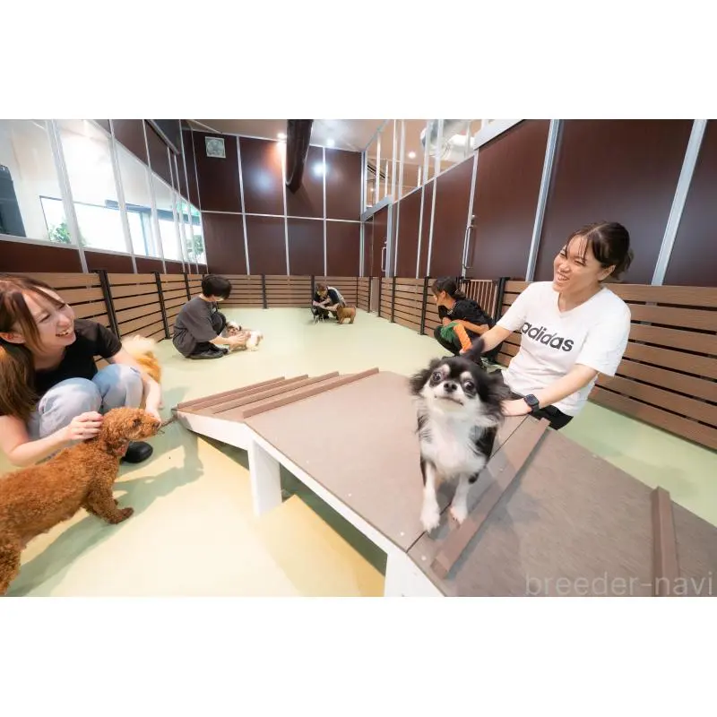 販売中の埼玉県のミックス犬-455533の2枚目