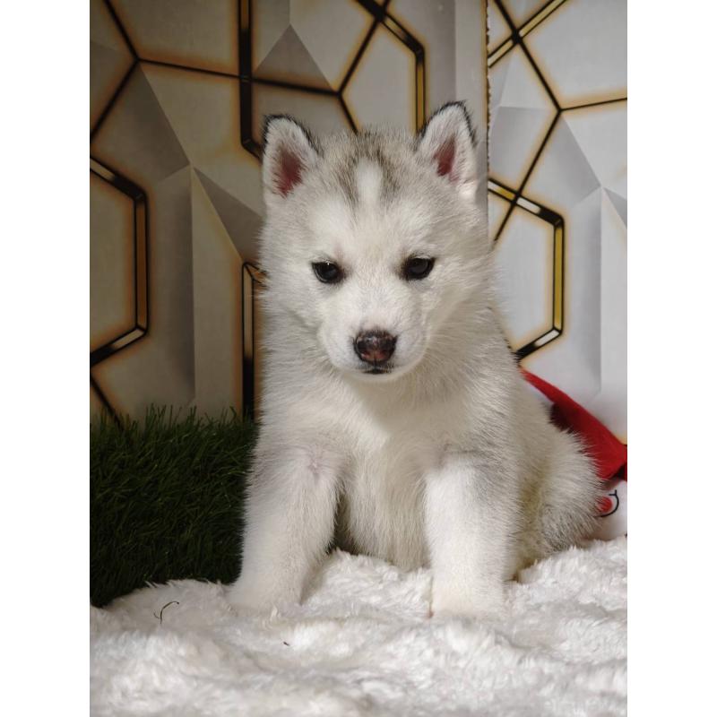 販売中の静岡県のシベリアンハスキー-454169の7枚目