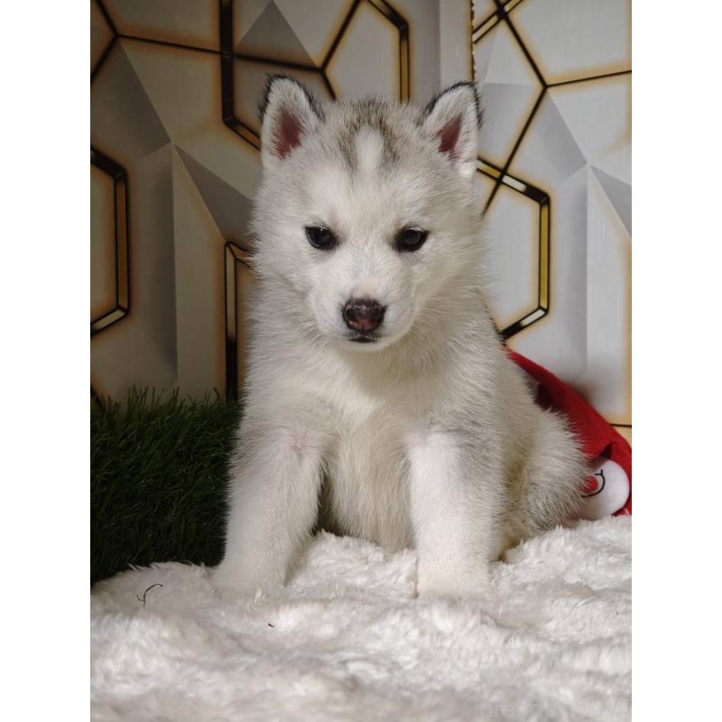 販売中の静岡県のシベリアンハスキー-454169の6枚目