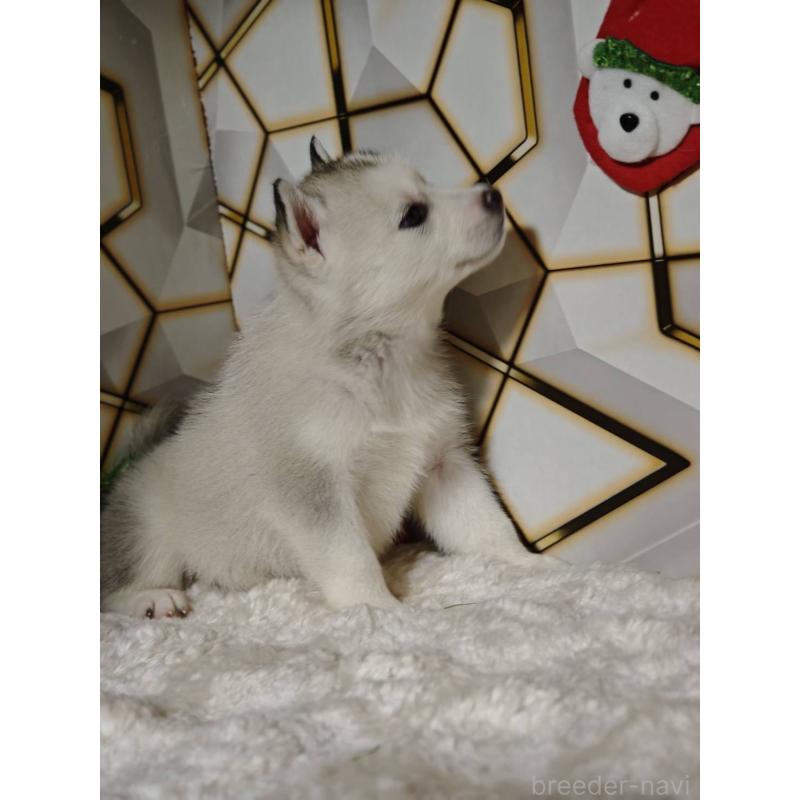 販売中の静岡県のシベリアンハスキー-454169の5枚目