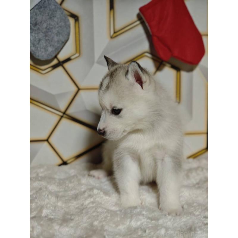 販売中の静岡県のシベリアンハスキー-454169の4枚目